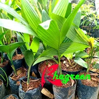 bibit pohon buah palm pinang/jambe herbal