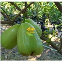 bibit jambu super green