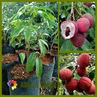 Bibit Buah Leci Kom Red/Merah Hasil Okulasi Cepat Berbuah | Buah Leci