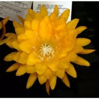 bibit tanaman hias wijaya kusuma hybrid yellow tang 100% kaldyu 1150vl