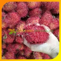 Murah! Bibit rambutan garuda