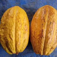buah kakao/buah coklat matang 1 kg