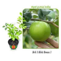 Bibit Tanaman buah Apel India / Apel Putsa Genjeh