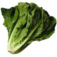 Romaine lettuce fresh / selada romaine segar / Romaine lettuce