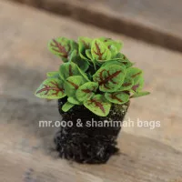 Microgreens Sorrel - Red Veined - +/- 300 Benih - Repack Benih Usa