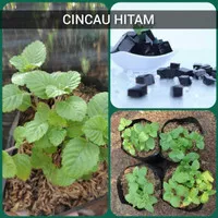 Bibit tanaman Cincau hitam - Cincau hitam / janggelan - Tanaman herbal