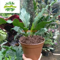 promo!! Tanaman Hias Bunga Anthurium remaja Gelombang Cinta Original