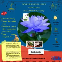 3 blue lotus seeds waterlily seed lotus flower seed (China (Mainland))