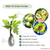Bibit Tanaman Buah Tin Ara Hijau Green Yordan (Green Jordan) tbt14