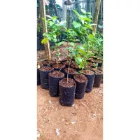 Bibit Bonsai Sancang