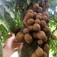 Terlaris Bibit buah kepel, tanaman pohon KEPEL