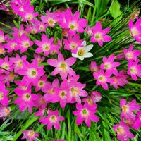 tanaman hias bunga tulip pink - kucai tulip - bunga pink