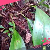 Anggrek Bulbophyllum Elongatum Dewasa Anggrek Langka