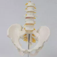 SM397 MagiDeal Model Anatomi Kerangka Panggul Manusia, dengan Vertebra