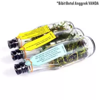 Bibit Bunga Anggrek VANDA Anggrek Botol