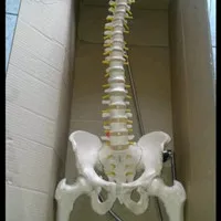 alat peraga model kerangka tulang belakang manekin manusia
