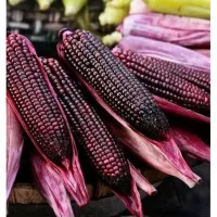 Terbaru Benih Jagung Ungu F1 Pulut Jantan - Bibit Sayur