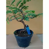 Bonsai Asem jawa (Tamarindus)