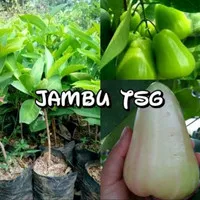 BIBIT JAMBU SUPER GREEN TAIWAN