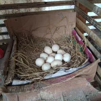 telur ayam bangkok asli