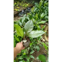 tanaman hias bunga anthurium hookeri black / hokeri hita setbyu 9268si