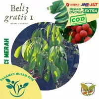 Bibit Buah Leci Kom/Leci Merah Cangkok