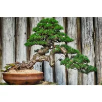 tanaman bonsai cemara bajul medium bahan unggul - FloristaJavanica