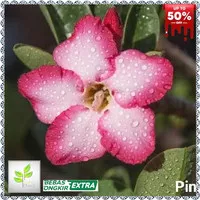 Bibit Bunga Kamboja Adenium Pink Try - Tanaman Hias