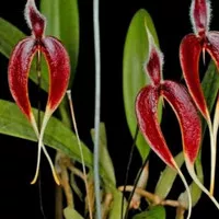 Anggrek Bulbophyllum Maxillare / Bulbophyllum Blumei dewasa