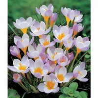 Tanaman hias bunga rain lily kucai tulip-tanaman hidup- variasi