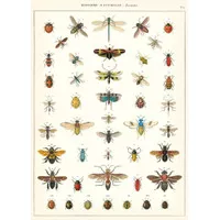 Cavallini Natural History Insects Poster Wrap