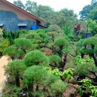 tanaman hias cemara udang bonsai