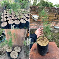 Tanaman Hias Pohon Cemara Udang Untuk Bonsai Siap dibentuk