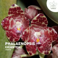Anggrek Bulan Phalaenopsis Gigantea