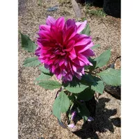 Dahlia ungu kuncup - Bibit Bunga Dahlia ungu / Tanaman murah