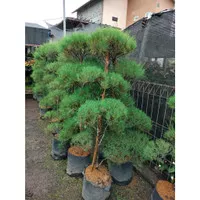 Tanaman Hias Cemara Udang 2 Meter Bonsai - SBGroup