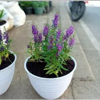 tanaman hias lavender sudah bunga