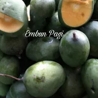 PROMO / TERMURAH BIBIT MANGGA TALI JIWO ATAU LALI JIWO ATAU MANGGA