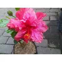 Tanaman Hibiscus Double Pink Bangkok