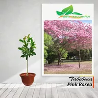 Bibit Tanaman Tabebuia Pink Rosea tinggi 1meter