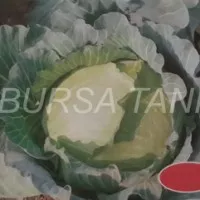 Benih Kubis / Cabbage - Unggulan (Import)