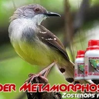 Pakan Burung Ciblek (Metamorphosis Bird Food)