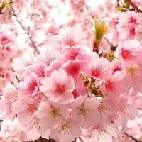 Benih Bibit Biji Tanaman / Bunga Sakura Cerasus