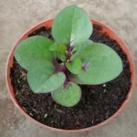 Bibit Gendola (Basella Alba/climbing spinach/red vine spinach)