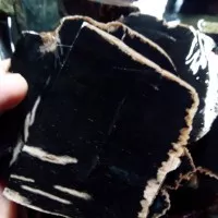 Batu fosil GALIH KELOR Full Hitam lempengan 1 cm per kilogram