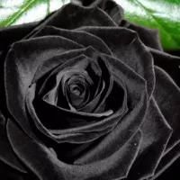 Benih Bibit Biji Bunga Mawar Hitam / Black Rose (Import)