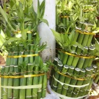 Bambu Hias 10