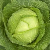 BENIH/ BIJI/ BIBIT KUBIS CABBAGE