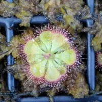 Seed/Biji Drosera Burmanii