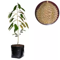 Bibit Durian Matahari 60cm